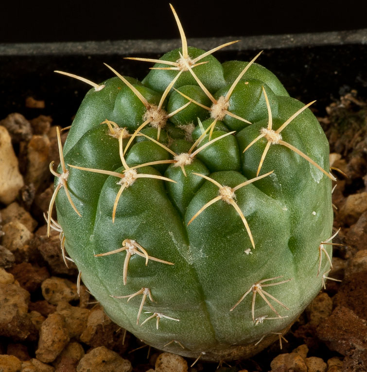 Gymnocalycium rosanthemum